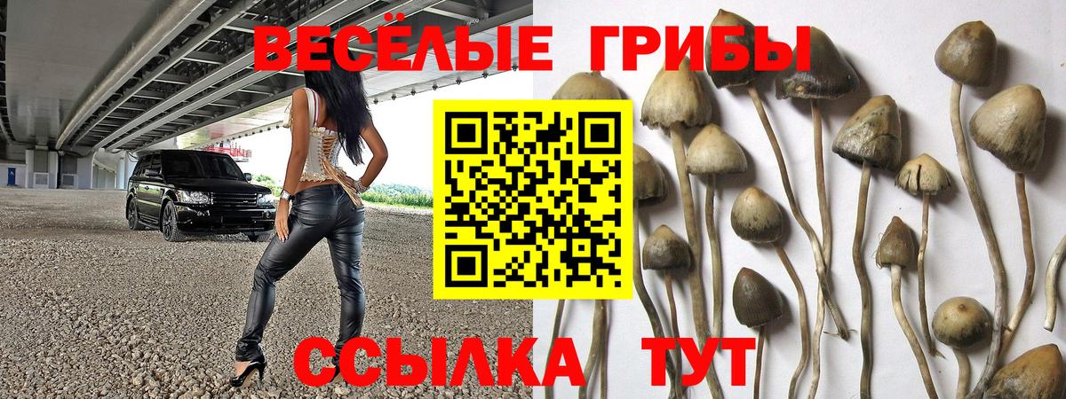 Галлюциногенные грибы Psilocybine cubensis Красноуфимск